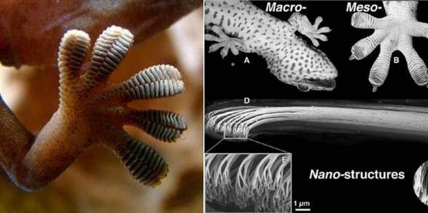 Gecko Inspired Robotics Gripper Development for Warehouse Automation

