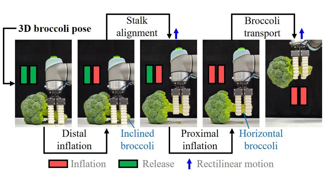 A Sequential Stalk-Based Manipulation Strategy for Post-Harvest Broccoli Orientation
